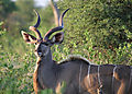 Kudu Bull