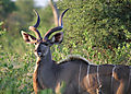 Kudu Bull