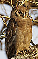 Large Verreaux's Eagle Owl (aka Giant Eagle Owl)