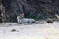 Leoard in river bed taking nap hears baboon