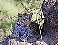 Leopard Cub