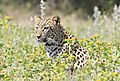 Leopard Etosha 1