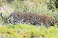 Leopard Etosha 5