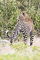 Leopard Etosha 6