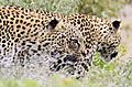 Leopard Etosha 3 at once