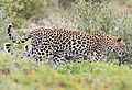 Leopard Etosha 3 at once 2