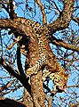 Leopard going down