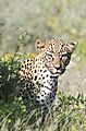 Leopard in flowers