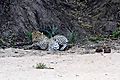 Leopard in river bed