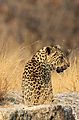 Leopard in that golden light