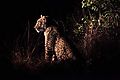 Leopard in the dark 2