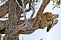 Leopard in tree near Satara