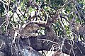 Leopard in tree two