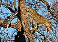 Leopard leaping