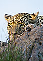 Leopard On Termite Mound