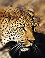 Leopard Profile