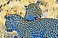 Leopard Sabi 2