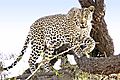 Leopard Sabie