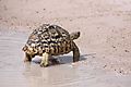 Leopard Tortoise 1