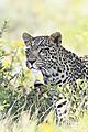 Leopard with cub