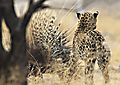 Leopard With Porcupine