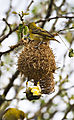 Lesser Masked Weaver 2