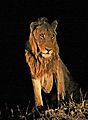 Lion after dark