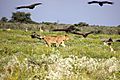 Lion chasing vultures