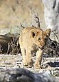 Lion cub Etosha 4