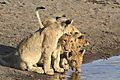 lion cub Etosha 5