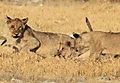 lion cub etosha 8