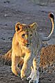 Lion Cub Etosha 1