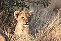 Lion cub near road