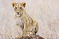 Lion Cub On Termite Mound