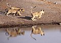 Lion Cubs