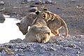 Lion Cubs 2a