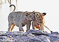 Lion Cubs Chudop 3