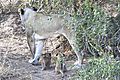 Lion cubs Kruger 1