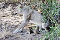 Lion cubs Kruger 2