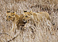Lion Cubs On A Mission