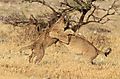 Lion Cubs playing