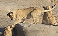 Lion Etosha 6