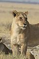 lion etosha 2