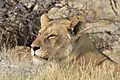 lion etosha 3