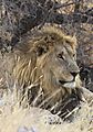 Lion Etosha 5