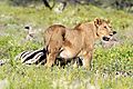 Lion gets to Zebra