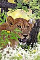 Lion in flowers