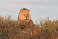 Lion in the light