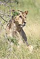 Lion Kruger 1