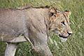Lion Kruger 2
